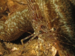 IMG_1880_shrimp_starfish_FB_Cropped