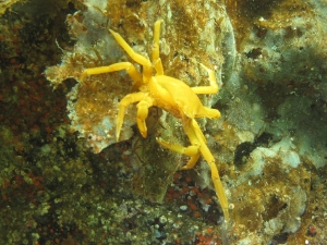 yellow-crab