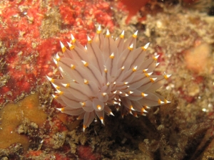 Yellow and White Tipped Nudibranch