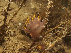 An Unknown Nudibranch...