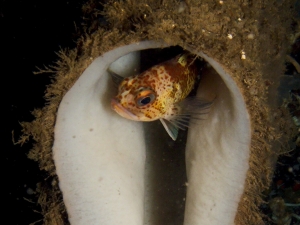 Copper Rockfish in a Sponge
