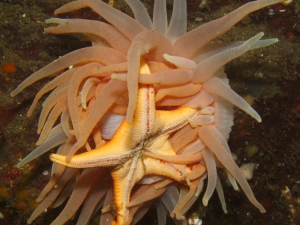 Anemone eating a starfish