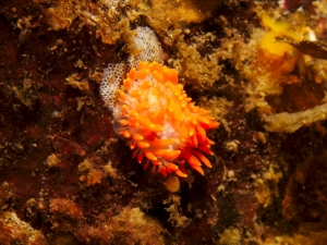 Cockerell's Nudibranch