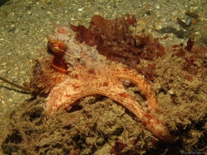Juvenile Giant Pacific Octopus 