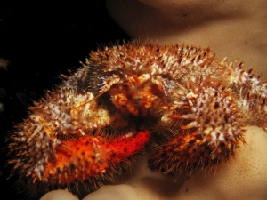 Hairy Spined Crab