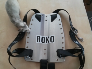 Ralphie inspecting my Backplate