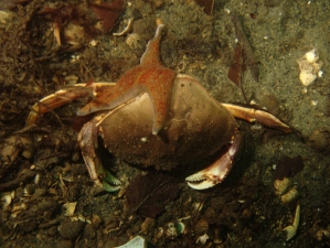 IMG_1826_Starfish_Eating_Crab