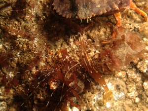 IMG_1837_Crab_vs_Shrimp