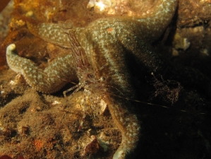 IMG_1880_shrimp_starfish