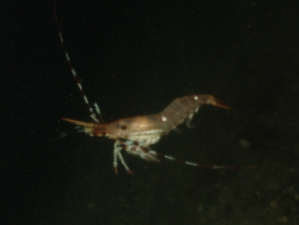 img_1960_shrimp_in_thermocline