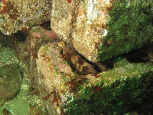 copper-rockfish