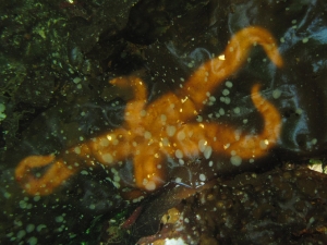 starfish-under-seaweed