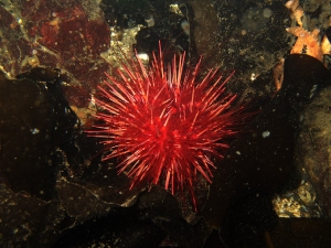 Red Urchin