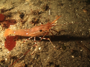 shrimp2