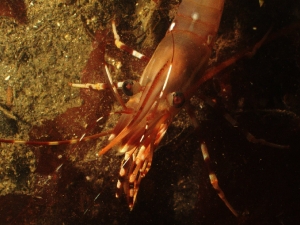 shrimp5