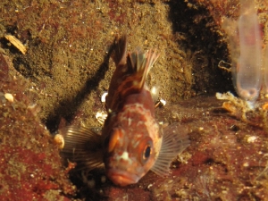 rockfish2