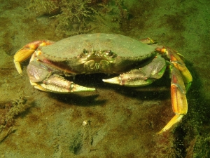 Random Crab