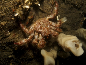 Hairy Spined Crab
