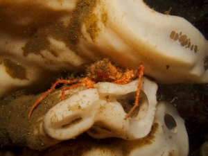 Decorator Crab on a Sponge