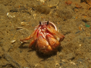 Blackeyed Hermit Crab