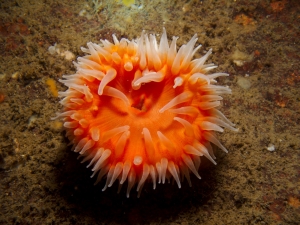 Another anemone