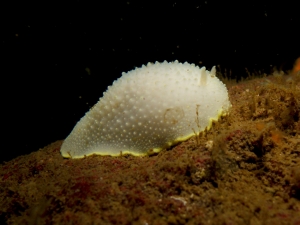 A Yellow-Rimmed Nudibranch