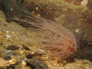 An Anemone in current. 