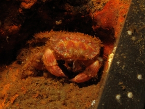 A Crab