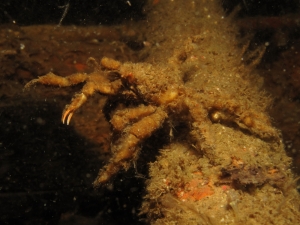 A Decorater Crab