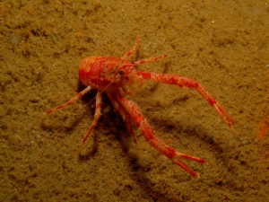 Squat Lobster