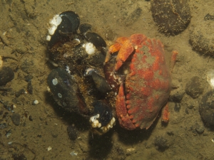 Crab Eating Lunch