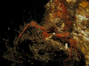 Decorator Crab