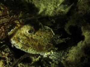Some kind of Sculpin