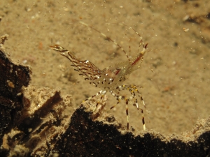 shrimp2-jpg