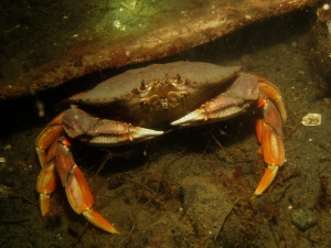 Dungeoness Crab