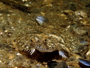 Flounder or Sole