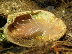 Frosted Nudibranch in a Shell