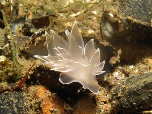 A Frosted Nudibranch