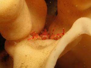 Squat Lobster hiding in a Glass Sponge
