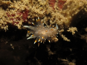 White and Orange Tipped Nudibranch