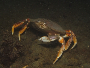 crab1