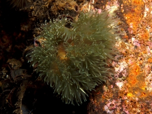 green-anemone