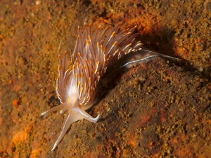 opalescent-nudibranch