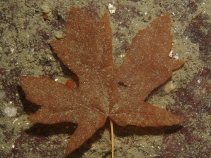 Fall is here.. A maple-leafish looking leaf in the water.