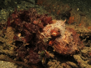 Juvenile Giant Pacific Octopus