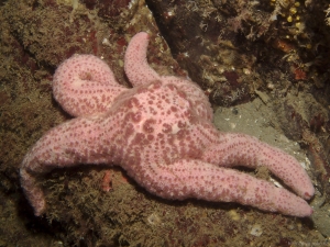 Giant Pink Star