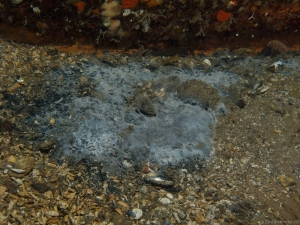 An unidentified starfish in late-stage disintegration 