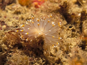 White and Yellow Tipped Nudibranch