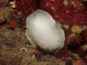 Yellow Rimmed Nudibranch