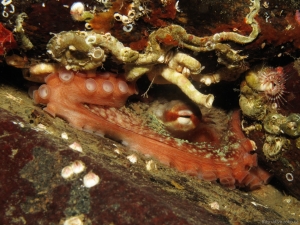 octopus5